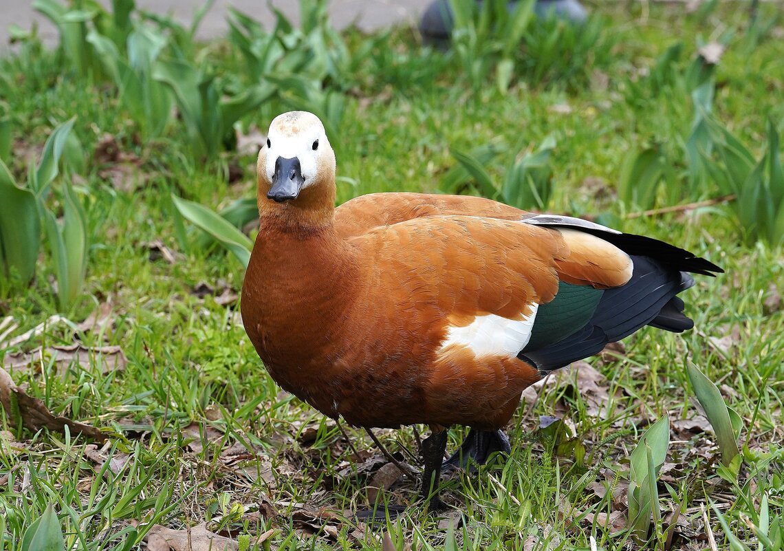 8741977.jpg