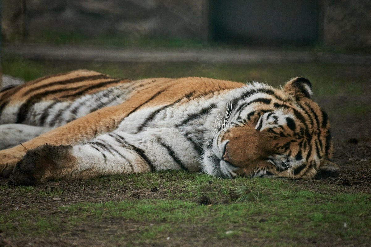 8746224.jpg