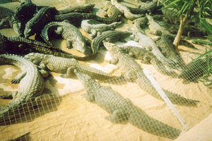 krokodils.jpg