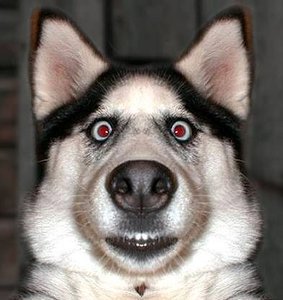 maddog.jpg