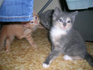 DSCN4617.jpg