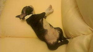 IMAG0799.jpg