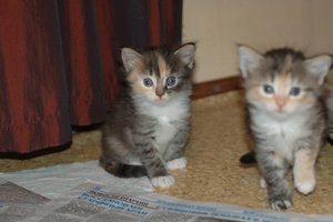 DSC_2393.jpg