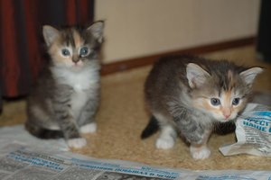 DSC_2394.jpg