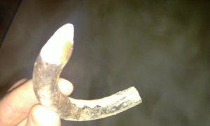 IMAG9774.jpg