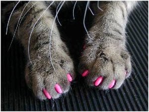 cat-claw-covers_3.jpg