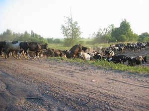 IMG_2006_07_07 001.jpg