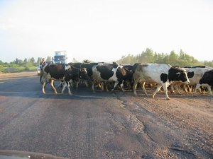 IMG_2006_07_07 003.jpg