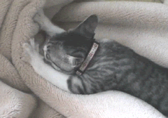 25426e558f4b.gif