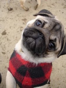 pugs_2.jpg