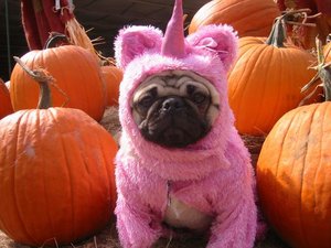 pugs_16.jpg