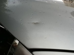 IMG_0196.jpg