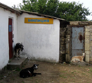 менты8.jpg