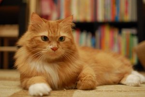 DSC_0774.jpg