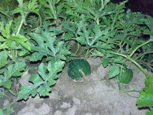 10082007174.jpg
