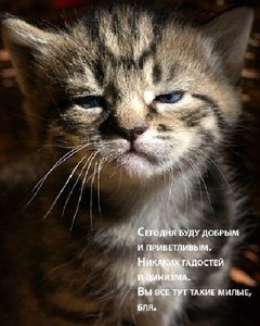 кошак.jpg