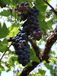 Ираклиевка(9).JPG