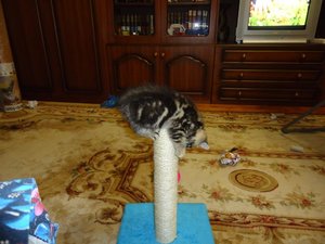 DSC01594.jpg