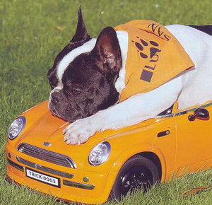 trick-dogs.jpg