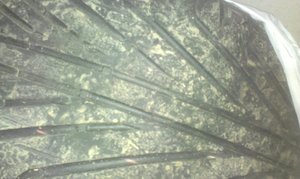 IMAG0176.jpg