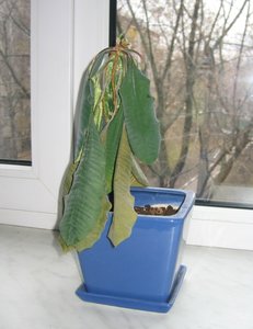 IMG_0006.JPG