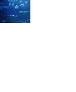 Fish.JPG
