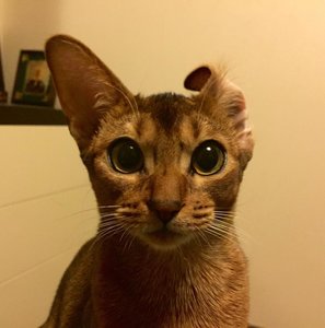 image.jpg
