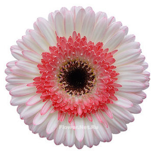 gerbera_popov.jpg