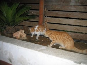 IMG_2003.JPG