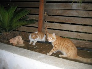 IMG_2004.JPG