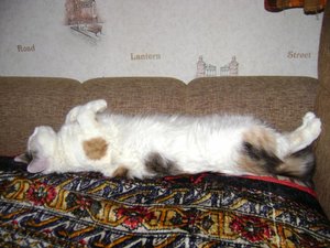 Лика 025.jpg