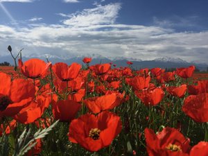 IMG_1794.jpg