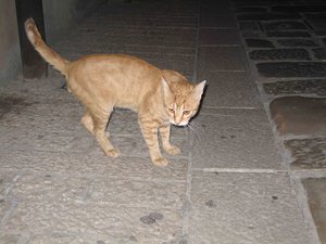 IMG_0191.jpg
