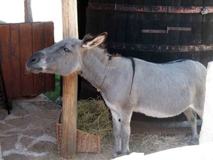 IMG_0379.jpg