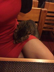 кот 1.jpg