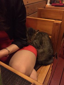 кот2.jpg