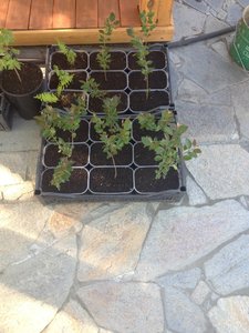 IMG_0759.JPG