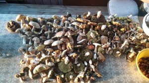 20160903_183048.jpg