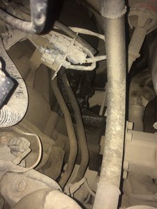 IMG_1190.JPG