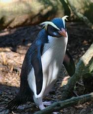 Eudyptes pachyrhynchus3.jpg