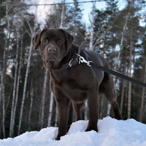 IMG-20170305-WA0004.jpg