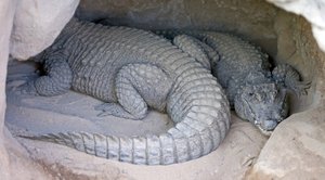 Alligator.jpg