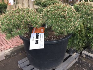 IMG-20170528-WA0039.jpg