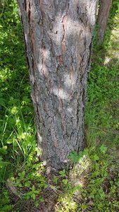 IMG-20170628-WA0003.jpeg