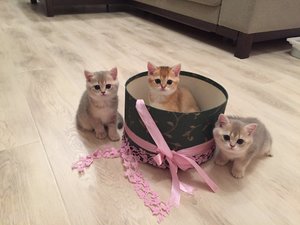 IMG_1184.JPG