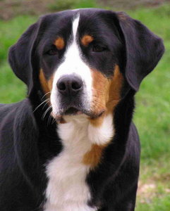 206-0331-2221-K-Gros1.jpg
