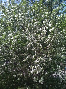 IMG_0233.jpg
