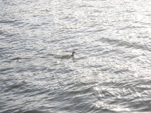 IMG_003555557.jpg