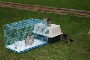 котятя 775.jpg