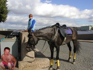 horse.jpg